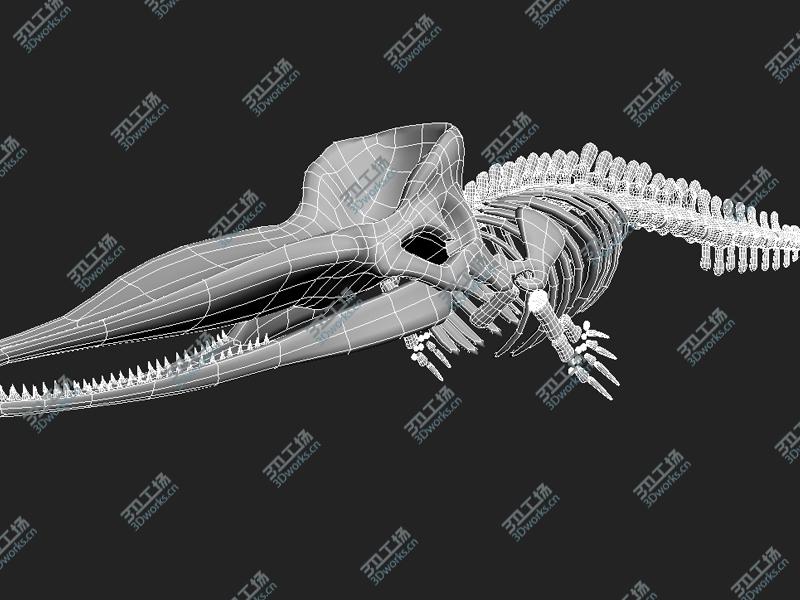 images/goods_img/202105071/Sperm whale skeleton/5.jpg